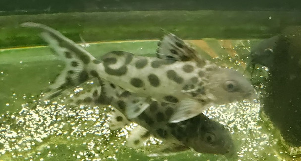 5" Spotted Synodontis Hybrid