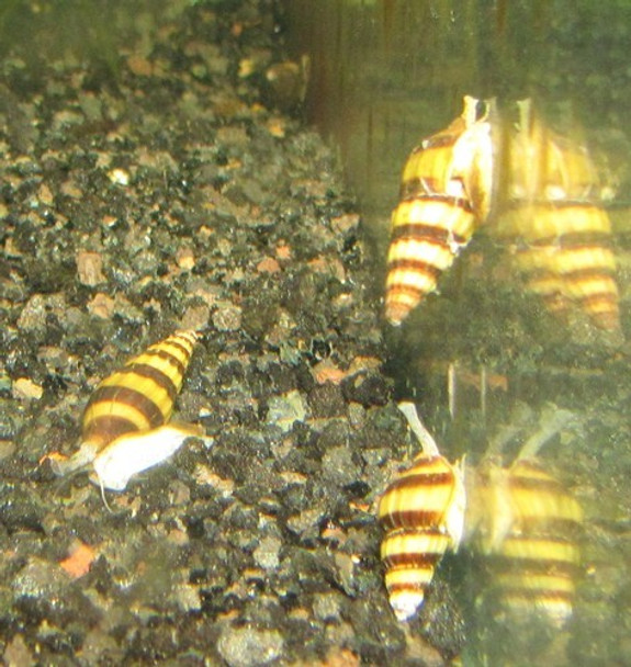 500 Assassin Snails FREE SHIPPING