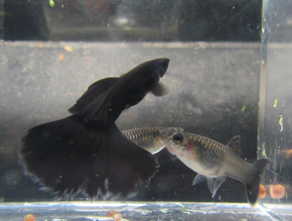 6 Black Moscow Guppy Juvies