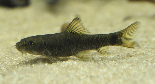 LARGE 4" Garra Rufa Doctor Fish