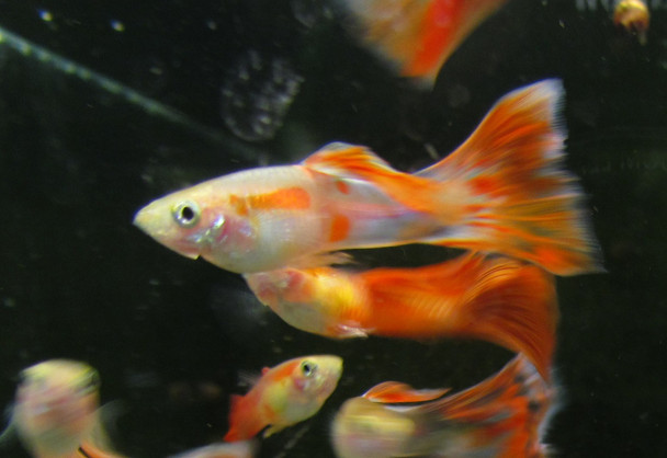 1 Pair Orange Blast Guppy