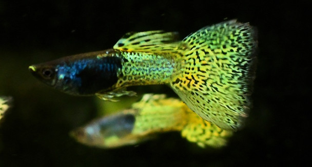 1 Pair Green Lace Metal Head Guppy
