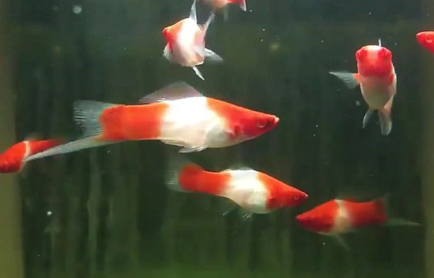 Koi Swordtail