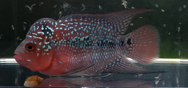 WYSIWYG Imported Thai Red Dragon Flowerhorn 1