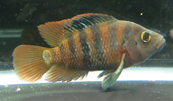 5" Mayan Red Terror Cichlid