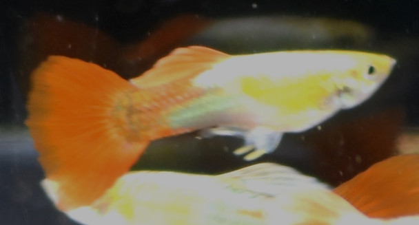 1 Pair Platinum Red Guppy Guppies