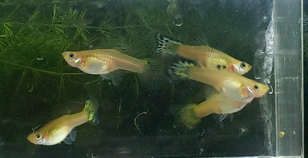 Blue/Green Assorted Female Guppy Guppies