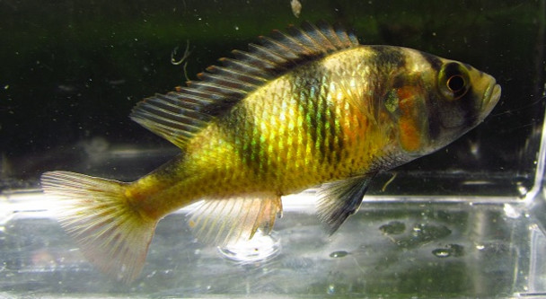 Zebra Obliquidens Cichlid