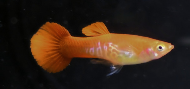 Pair Blonde Red Cobra Guppy