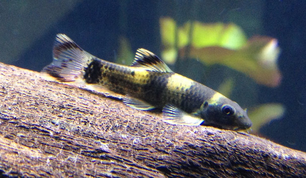 SMALL Panda Garra (Garra flavatra)