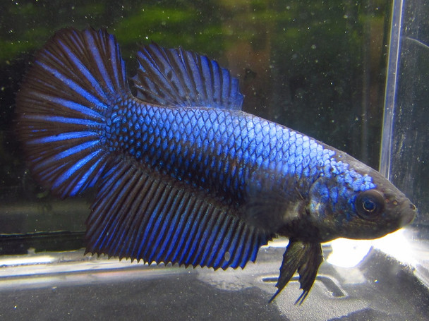 Assorted Color Halfmoon Female Bettas