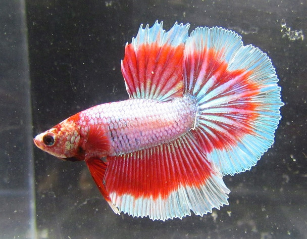 Assorted Color Halfmoon Male Bettas