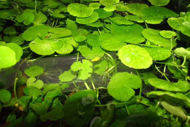 5 Stems Brazilian Pennywort Plant