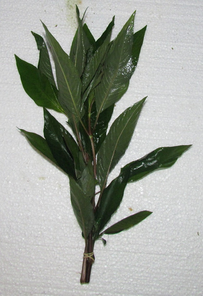 3 Hygrophila Temple Stems