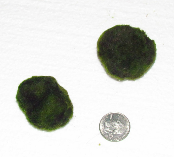 Moss Ball - Medium