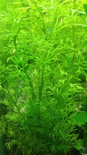 Water Sprite Lace Leaf