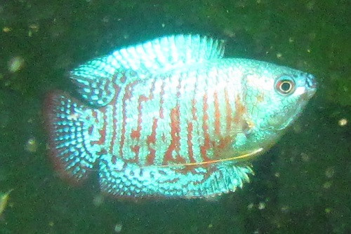 Male Neon Blue Dwarf Gourami
