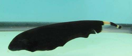 Black Ghost Knife 