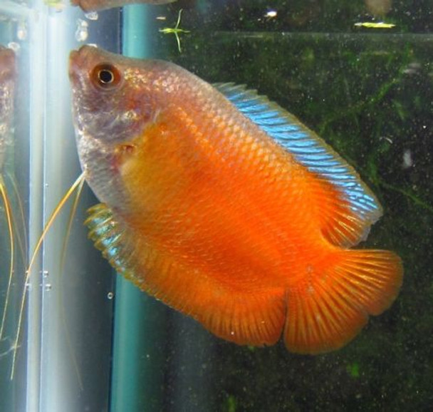 Male Flame Dwarf Gourami