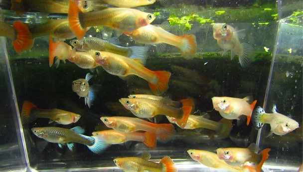 Assorted Female Guppy Guppies