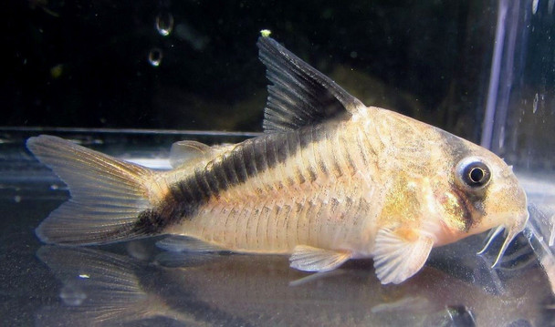 Melini Corydoras Cory Catfish