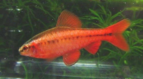 Male Red Cherry Barb