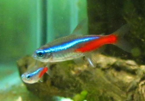 Neon Tetra