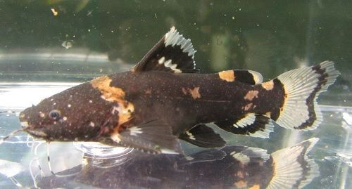 Black Bumblebee Catfish
