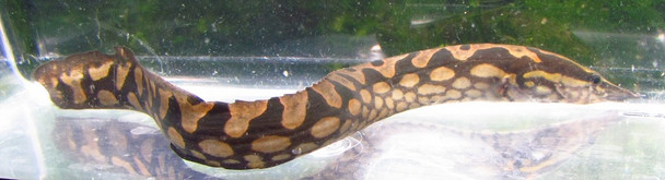 Tire Track Eel