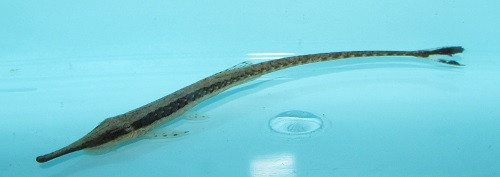 Farlowella Twig Catfish