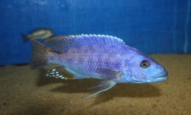 Tyrannochromis Nigriventer Cichlid