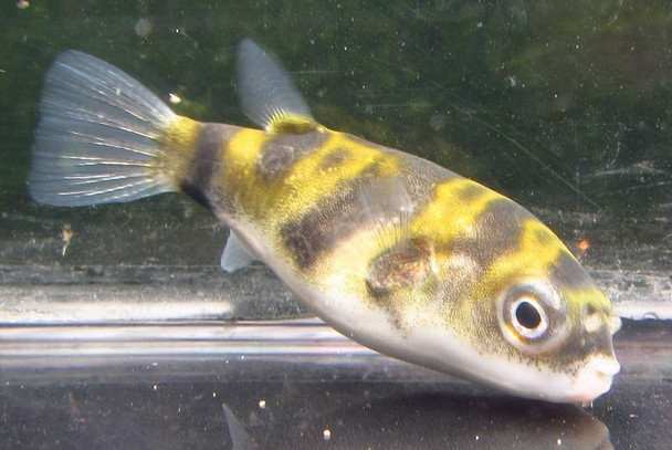 South American Puffer