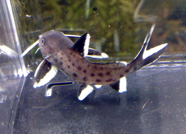 Synodontis Granulosus Catfish