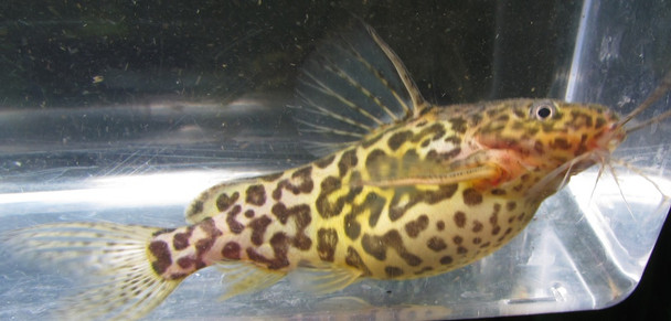 Synodontis Schoutedeni Catfish