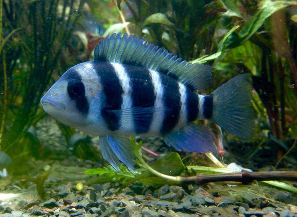 Frontosa Cichlid