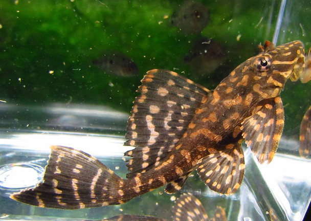 2" - 3" Leopard Sailfin Pleco