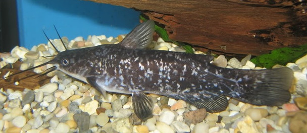 Spotted Bullhead Catfish