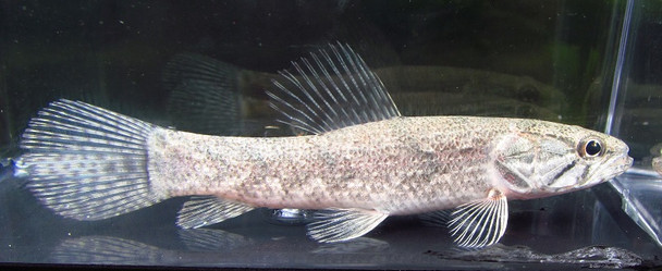 SMALL Trinidad Wolf Fish