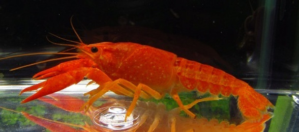 Neon Orange Crayfish