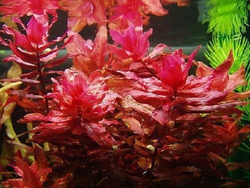 Rotala Macrandra