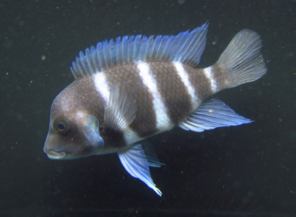 Frontosa Cichlid SMALL