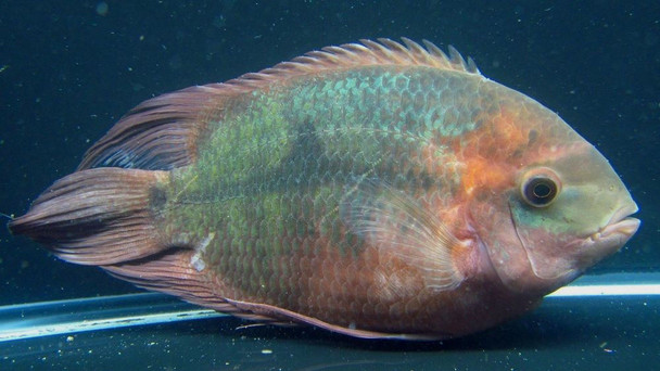 Chocolate Cichlid