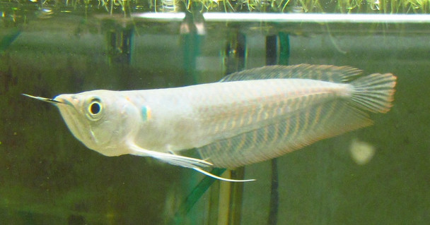 6" Silver Arowana