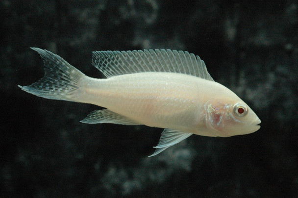 Albino Neolamprologus Brichardi Cichlid