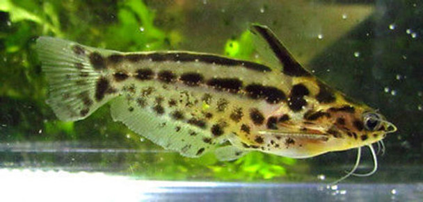 Wood Catfish