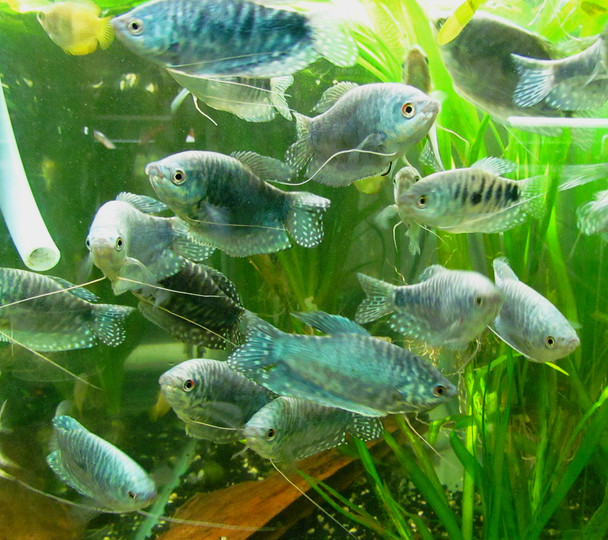 Opaline Gourami