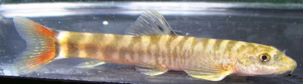 Redtailed Sand Loach
