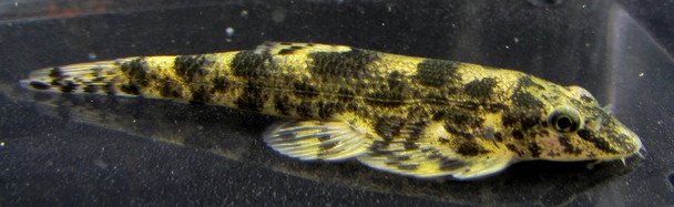 Lizard Loach