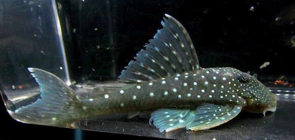 Blue Phantom Pleco