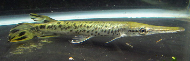  True Alligator Gar